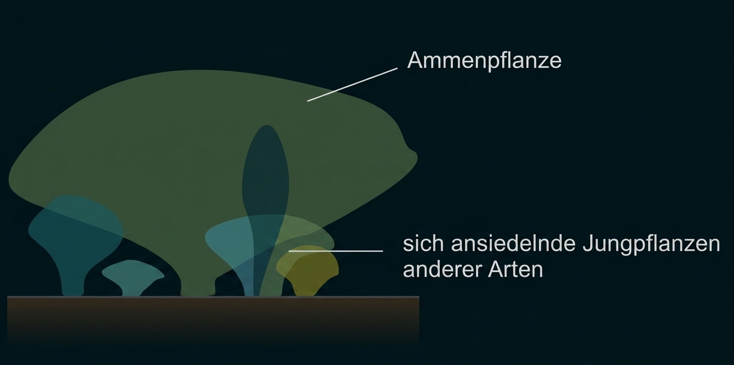 Diagramm: Ammenpflanze mit darunter ansiedelnden Jungpflanzen anderer Arten